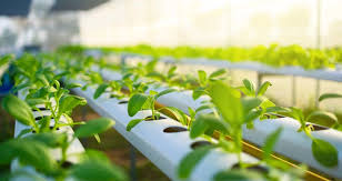 Budgeting for Hydroponic Farming From Seed to Harvest