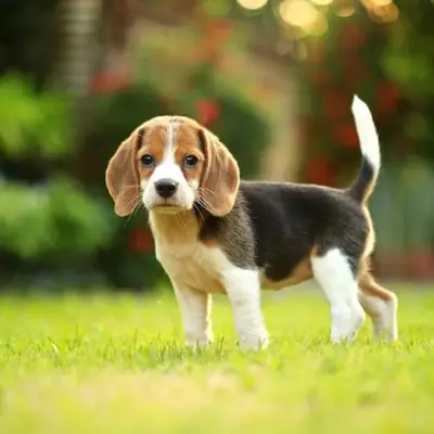 Beagle-Pups-For-Sale-qnimht2xn2agyeomjajbsoo4s5xq4a111k403k8ja8