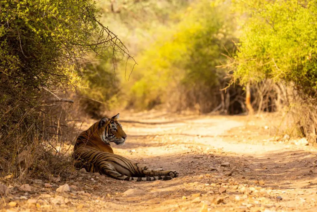 Discover-Ranthambore-A-Wild-Adventure-2-scaled