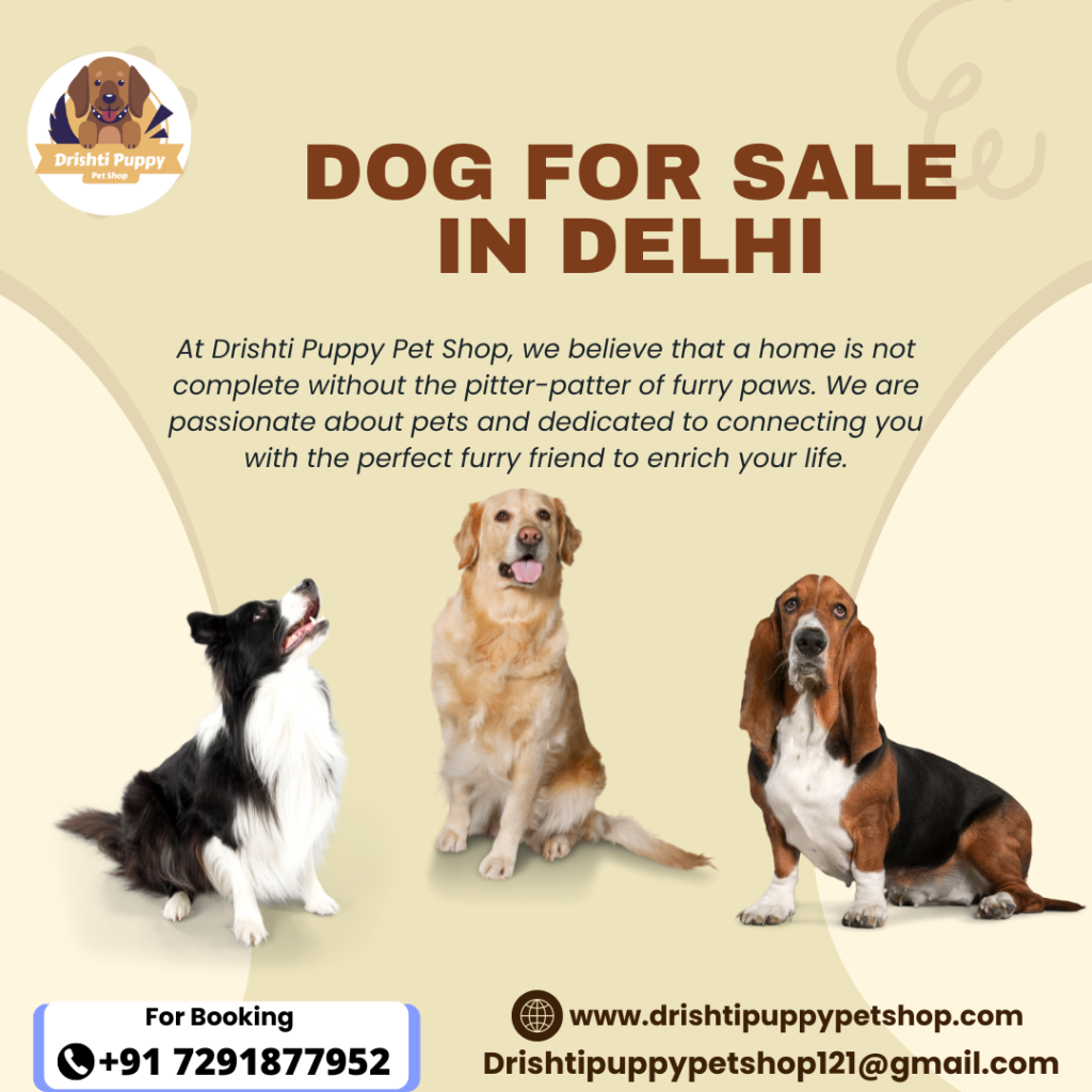 Dog for sale in Delhi - drishti puppy pet shop