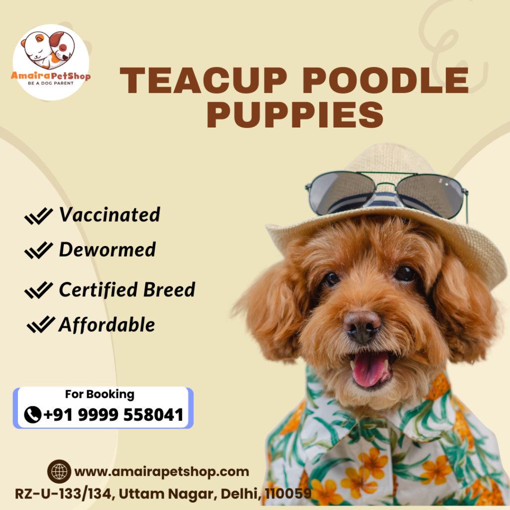 get Teacup poodle puppies with experienced poodle dog breeder - amaira pet shop